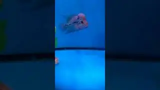 flower horn at kurla fish market#aquarium # #flowerhorn #kurlafishmarket#viral #shorts_ #fishmarket