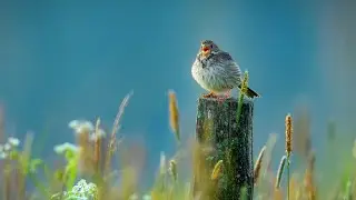 A Lovely Morning Concert: Corn Bunting Singing ~ Emberiza calandra