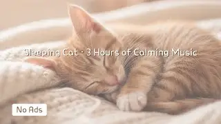 Cat Sleep Music (No Ads) &ndash; 3 Hours of Relaxing Piano for Cats | RURUI Records