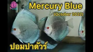 MERCURY BLUE @PandYDiscusFarm ​(ปลาปอมปาดัวร์)