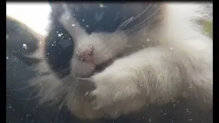Watch Timo the Cat from Koi fish perspective, very special!