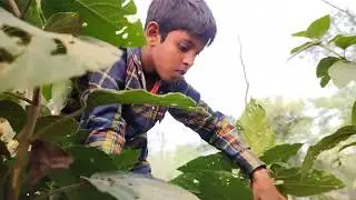 Tiger Attack Village Boy In Forest Road. Tiger Attack. #filmandanimation 