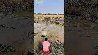 Monster Fish Strike in a Small River #fishing #amazing #catfish