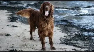 Ollie The Red/Irish Setter At The Beach