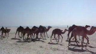 Omani camels