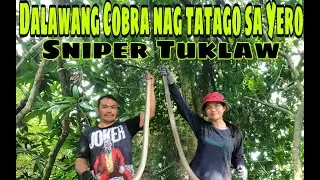 DALAWANG COBRA NAGTATAGO SA YERO HULE KAY SNIPER TUKLAW AT PEKTONG COBRA!
