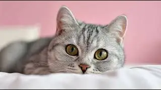 Playlist(cat purring) - Adorable Cat Relaxing in Style 😻
