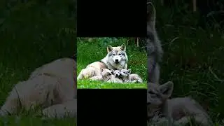 Beautiful Wolf Pack 🐺 | #wolffamily #wolfpack #wolf #wolfcubs #wolfteam #wolfgang #shorts