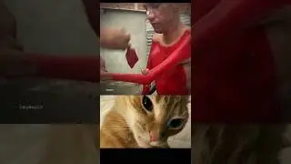 Best prank in Ohio? 💀😂#cat #memes #funny #reaction #explore #shorts