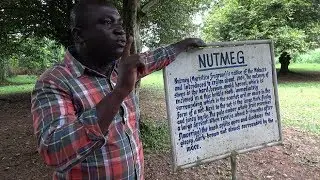 Nutmeg Tree at Aburi Botanical Gardens - Ghana May 2018 Tour