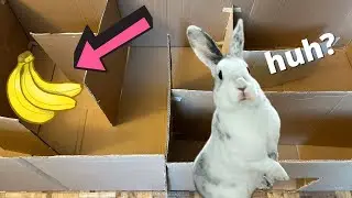 Can My Rabbit Find the Banana in the Maze?