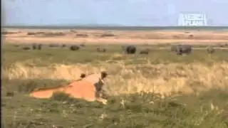 Lion vs Bull Eland encounter