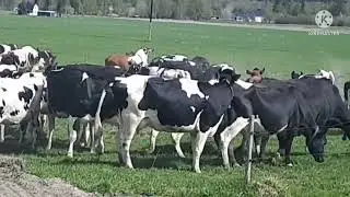 Amazing cow release Fr&ouml;landers agriculture Sidensj&ouml;.