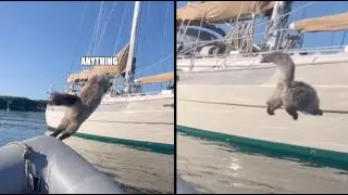 Cat vs Ocean
