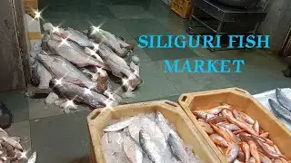 🥀🥀|SILIGURI FISH MARKET|#fishmarket #fish 🥀🥀#siliguri#jalpaiguri bigfish market#westbengal 🙏🙏