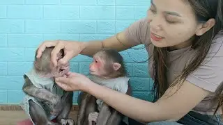 Kuku monkey swallows foreign object while eating fried sweet potato