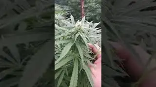 Oregon Hemp Farm Cbd flower