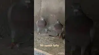 baby pigeons feeding | telugu pigeon videos🕊️🕊️🕊️🕊️ #love #song #pigeonlover