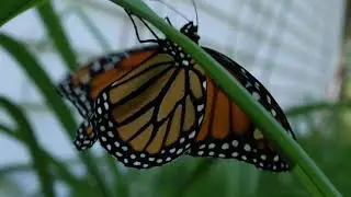 Monarch Butterfly: Coiling tongue, flexing wings, showing off back hair & going for a bit of a walk.