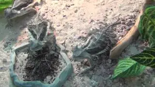 Phrynosoma asio eating!