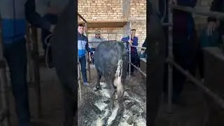BARAKA 37.500 SO&lsquo;MDAN JAYDARI BUQA 447 KG BOQQAN INSON O&lsquo;LDI... BUNGA NIMA DEYSILA...