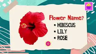 Can You Guess Flower Name Quiz | Fun Learning Games For Kids, Toddlers, preschool | Cute Cupcakes