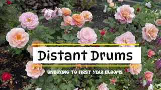 Distant Drum Rose: From Unboxing to Blooms & Care Guide ⭐️⭐️⭐️.5  | Heirloom Roses.com