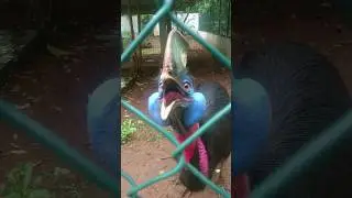 Best Cassowary Sounds