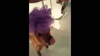 Cane simpatico fa il bagnetto !