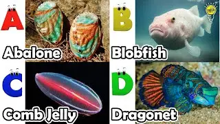 Learn Ocean Animal Names | ABC Sea Animals song | Most Popular Sea Creatures | Alphabets Kids Song