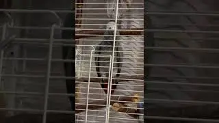 Ты понял? Понял #funny #birds #birdslovers #animals #cuteanimals #pets #жако #cute #жакопопугай