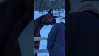 Funny horse #horse #funnyhorses#horselovers #animal