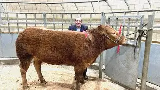 Unforgettable moments at Welshpool Christmas Livestock