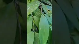 MASWERTENG HALAMAN SA HARAP NG BAHAY MO-APPLE PAGUIO7
