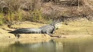 The villages Florida has a healthy alligator population