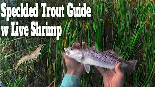 How To Catch Spotted & Speckled Sea Trout: Fishing With Live Shrimp Best Saltwater Bait | SFSC