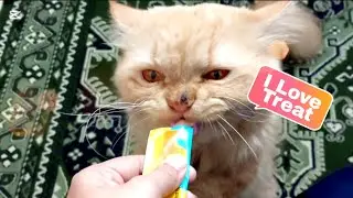 Beautiful Cat having treat. #cats,&nbsp;#catsofinstagram,&nbsp;#kitty,&nbsp;#catoftheday,&nbsp;#meow #ytviral