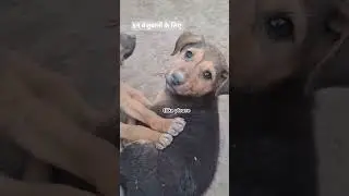 #puppy #cute #streetdog #pets Real Aggressive Dog Barking | Scary Dog Sound Warning!