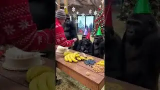 Gorilla Family Throws a NEW YEAR PARTY&hellip; And Their Happiness Is UNBELIEVABLE 🎄🦍❤️🎉