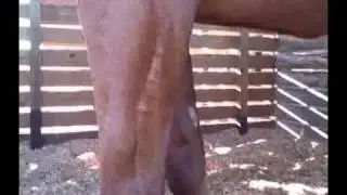 How To Remove Bot Fly Eggs