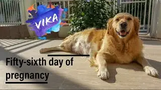 How to check pregnant dog temperature