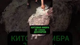 КИТОВАЯ АМБРА ЗА 1 5 МЛН ДОЛЛАРОВ