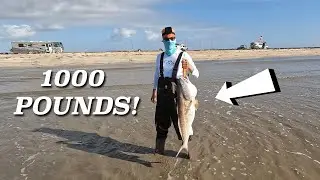 Most Bull Redfish EVER caught on YouTube? Over 1000LBS OF FISH caught from the surf!!!