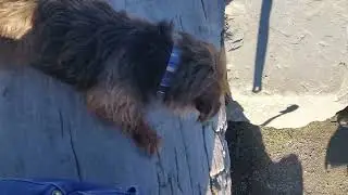Sirius Pet Care: Break time 10/10/2016