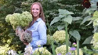 How to Dry Hydrangeas // Northlawn Flower Farms