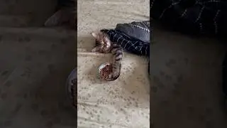 cat video😂😂 #short #kitten