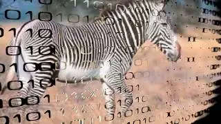 You see the grevys zebra