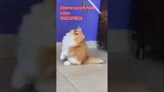 Persian Cats | for sale in Mumbai | #cute #shortvideo #ytshorts #trending 9082109838