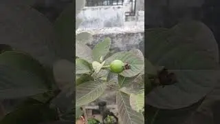 amrood me fruit set ho gya#flowers