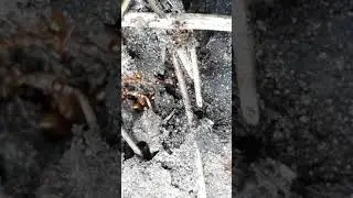 Red ants nest - Myrmica rubra - Rau&eth;maurar - Maurab&uacute; - Skord&yacute;r